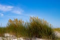 Close up of beach or marram grass, also called Ammophila arenaria or Strandhafer