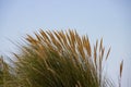 Close up of beach or marram grass, also called Ammophila arenaria or Strandhafer