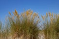 Close up of beach or marram grass, also called Ammophila arenaria or Strandhafer Royalty Free Stock Photo
