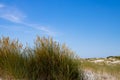 Close up of beach or marram grass, also called Ammophila arenaria or Strandhafer