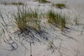 Close up of beach or marram grass, also called Ammophila arenaria or Strandhafer