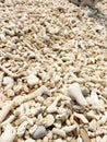 Close up of beach sand with lots of sea shells Royalty Free Stock Photo