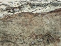 Close-up of beach sand showing exposed tree roots and scattered debris, illustrating the complex texture of the coastline Royalty Free Stock Photo