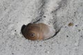 Close-up of a beach shell whelk found partially covered with sand Royalty Free Stock Photo