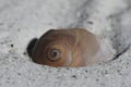 Close-up of a beach shell whelk found partially covered with sand Royalty Free Stock Photo