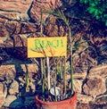 Close up of a beach sign in a plants vase