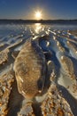 Close up of a Beached Fish on Sandy Shore with Sun Setting in the Background and Water Patterns
