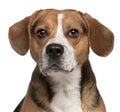 Close-up of Beagle, 3 years old Royalty Free Stock Photo