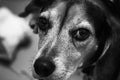Close up of a beagle dog Royalty Free Stock Photo