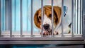 Close up of A beagle dog with elizabeth collar sitting in the cage