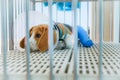 A beagle dog with splint to stabilize the left hind limb sitting in the cage