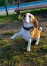 Close up of a beagle dog on a walk in the park. Funny smart young dog gives paw. Selective focus. Blurred background