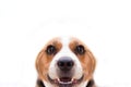 Close up Beagle dog on the white isolated background. Animal and mammal concept. Selective focus on eyes