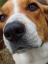 A close up of a beagle face. Dog nose of Estonian Hound Royalty Free Stock Photo