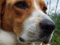 A close up of a beagle face. Dog nose of Estonian Hound Royalty Free Stock Photo