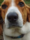 A close up of a beagle face. Dog nose of Estonian Hound Royalty Free Stock Photo