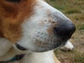 A close up of a beagle face. Dog nose of Estonian Hound Royalty Free Stock Photo