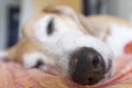 Close-up of Beagle old`s nose Royalty Free Stock Photo