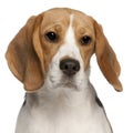 Close-up of Beagle puppy, 6 months old Royalty Free Stock Photo