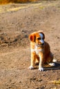 close up of Beagle puppy looking Royalty Free Stock Photo