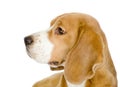 Close-up of Beagle puppy in profile.