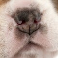 Close-up of Beagle puppy's nose