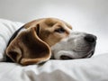 A close up of a beagle\'s face as it peacefully sleeps, with its eyes closed and a relaxed expression. Royalty Free Stock Photo