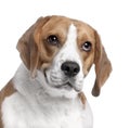 Close-up on a Beagle's head (2 years old) Royalty Free Stock Photo