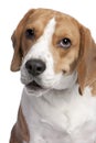 Close-up on a Beagle`s head 2 years old Royalty Free Stock Photo