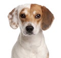 Close-up of Beagle, 1 year old, in front of white background