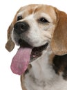 Close-up of Beagle, 10 years old Royalty Free Stock Photo