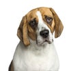 Close-up of a Beagle, 2 years old, isolated Royalty Free Stock Photo