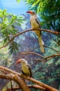 Close-up of beak toucans, family Ramphastidae on the branch