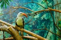 Close-up of beak toucans, family Ramphastidae on the branch Royalty Free Stock Photo