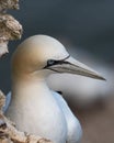 Close-up of the beak of a white majestic Gannet in its natural habitat Royalty Free Stock Photo