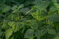 close up bean crop field in mexico