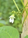 Close-up of a bean flower. Royalty Free Stock Photo