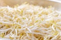 Close up. bean sprouts white fresh plant on a bowl Royalty Free Stock Photo