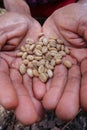 Close up of the beans of civet coffee & x28;local: Kopi Luwak& x29; on the palm of a man in Bali, Indonesia Royalty Free Stock Photo