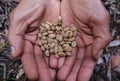 Close up of the beans of civet coffee & x28;local: Kopi Luwak& x29; on the palm of a man in Bali, Indonesia Royalty Free Stock Photo