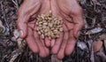 Close up of the beans of civet coffee & x28;local: Kopi Luwak& x29; on the palm of a man in Bali, Indonesia Royalty Free Stock Photo