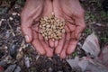 Close up of the beans of civet coffee & x28;local: Kopi Luwak& x29; on the palm of a man in Bali, Indonesia Royalty Free Stock Photo