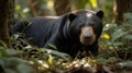 Sun Bear Relaxing in Lush Green Undergrowth of Rainforest, Observe and Relaxing Royalty Free Stock Photo