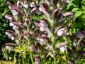 Close-up of the Bear`s breeches Acanthus hungaricus Borbas flowering with pink to white flowers enclosed in spiny bracts and