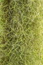 Close-Up of Beard lichen, Alectoria sarmentosa Royalty Free Stock Photo