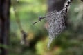 A close up of beard lichen growing in a thin branch