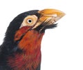 Close-up of a Bearded Barbet