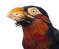 Close-up of a Bearded Barbet - Lybius dubius