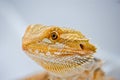 Close up bearded dragon Royalty Free Stock Photo