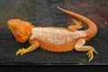 Close up of a bearded dragon Bartagame, orange colored sleeping. Royalty Free Stock Photo